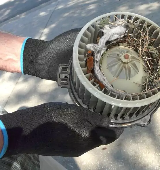 About Air Duct Mice Removal in Eustis, FL